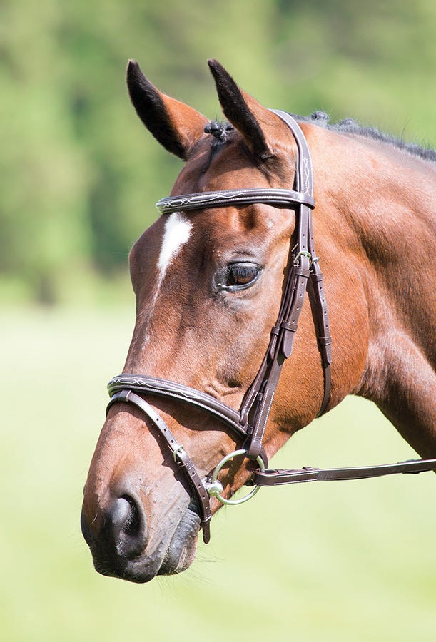 Avignon Padded Raised Flash Bridle - Image 3