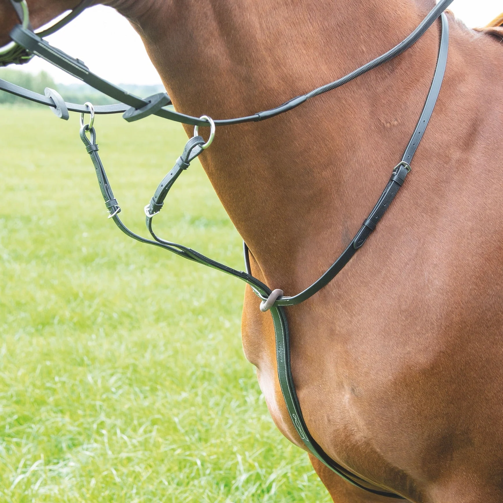 Avignon Running Martingale