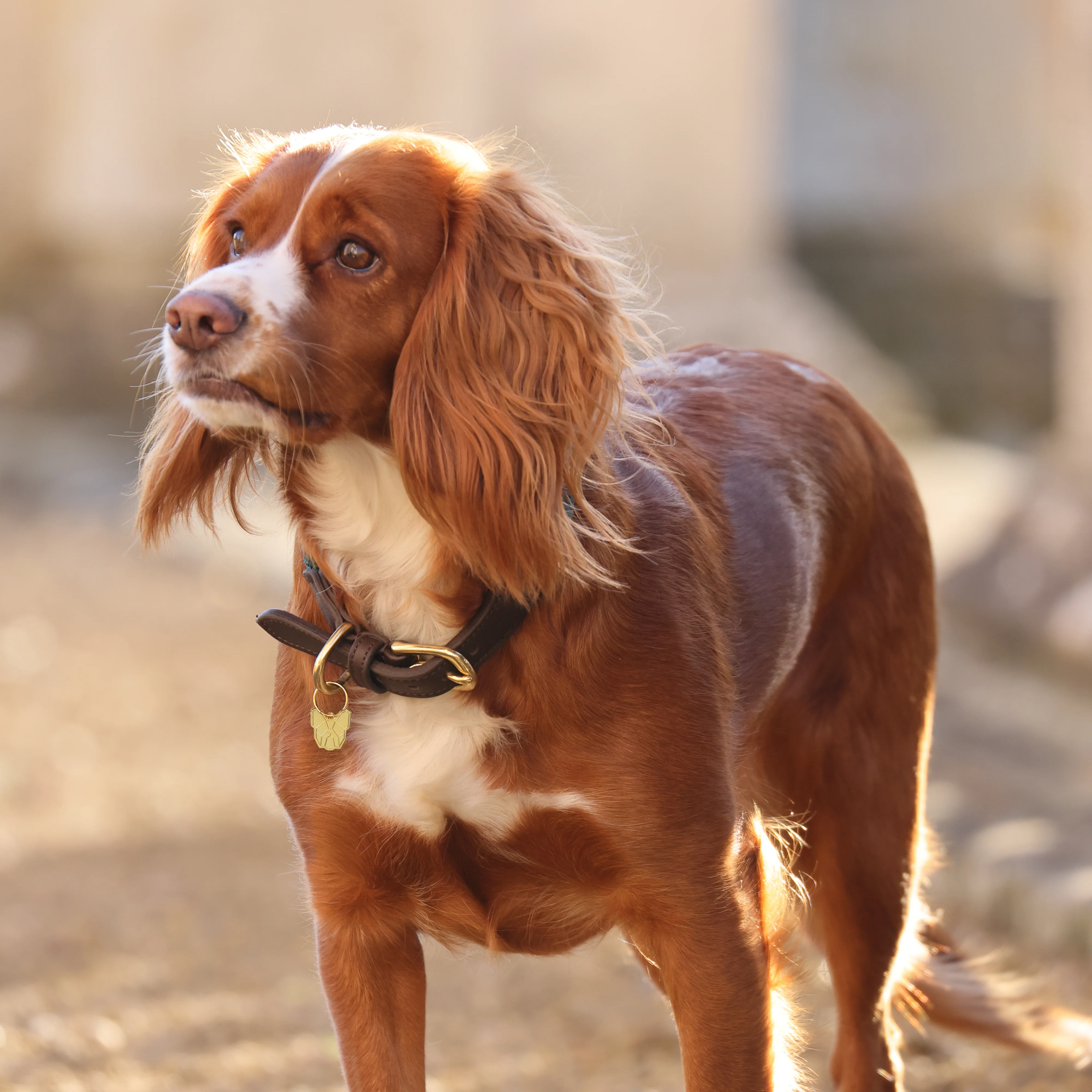 Digby & Fox Fine Rope Collar - Image 2