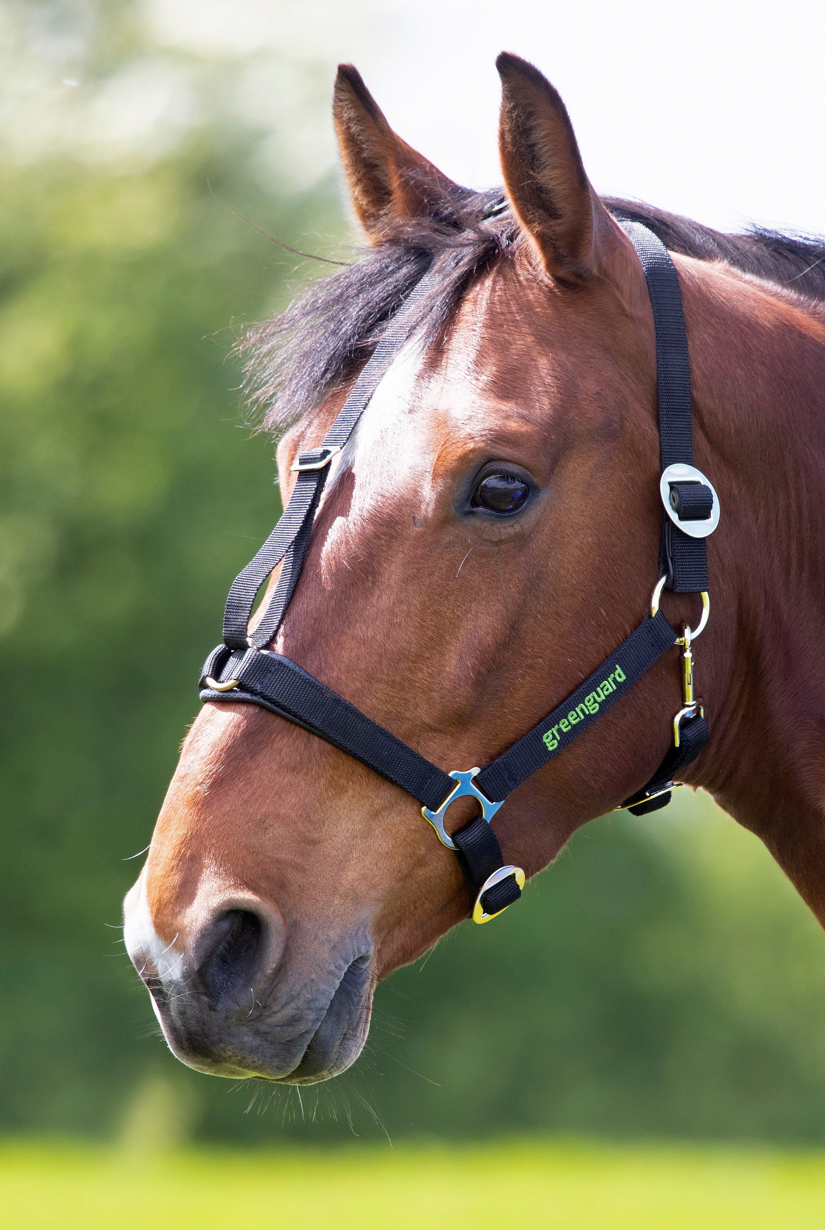 Greenguard Headcollar - Image 3