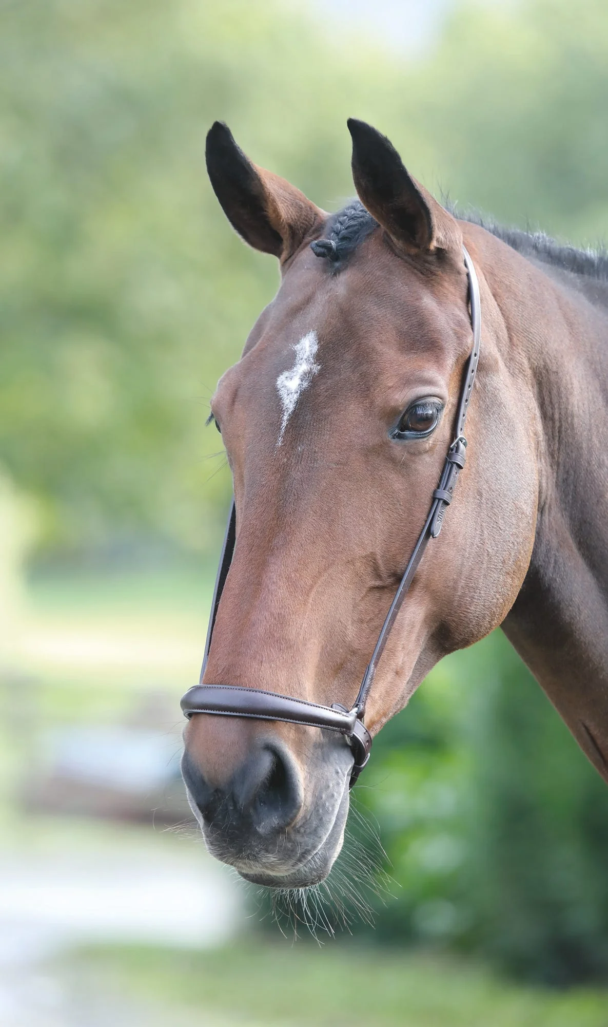 Velociti GARA Drop Noseband - Image 3