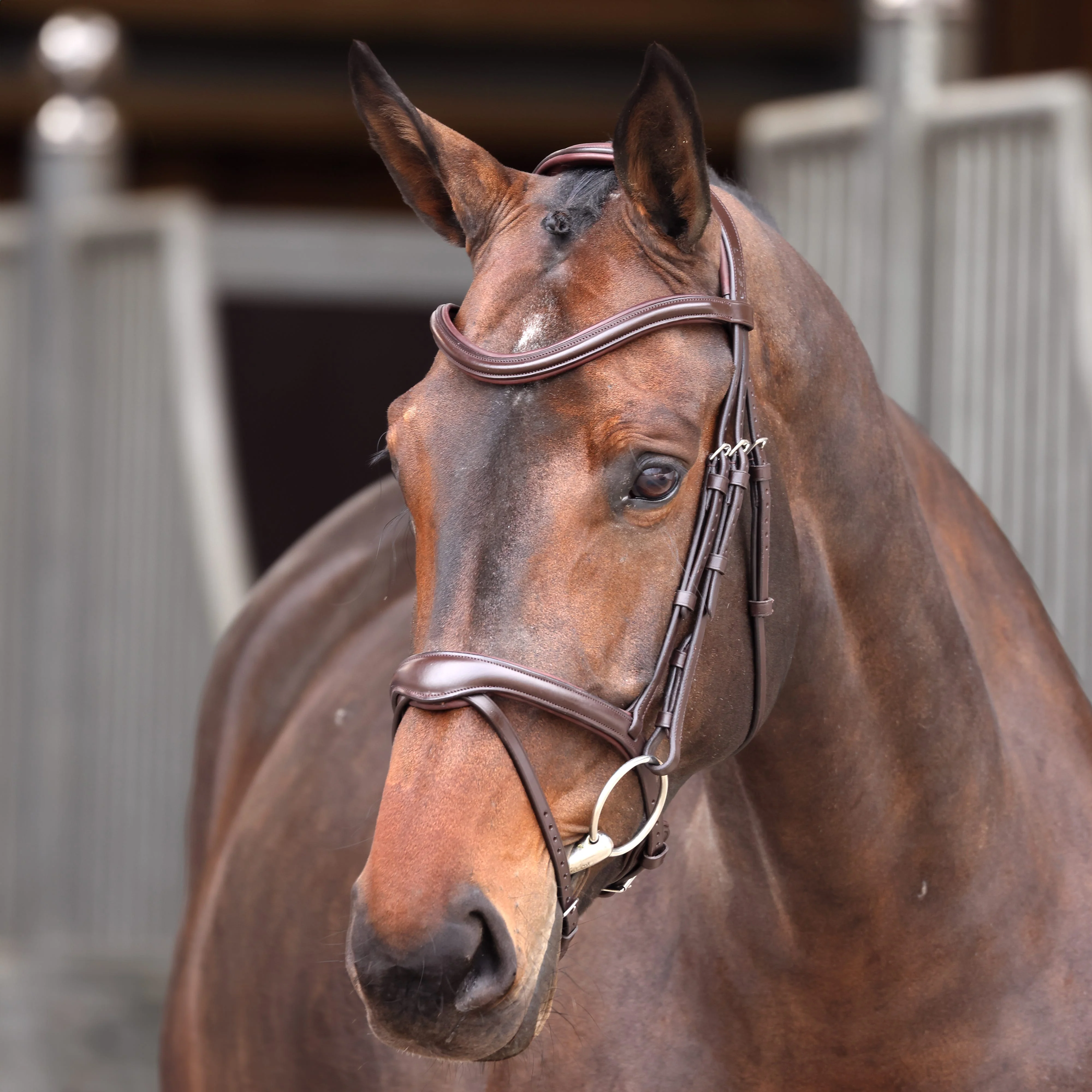 Velociti Lusso Elite Flash Bridle - Image 3